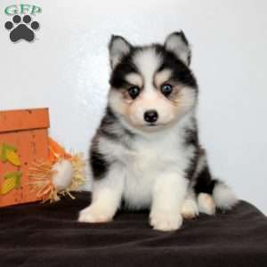 Hamitch, Pomsky Puppy